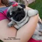 Canil Best Friend