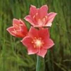Dricka Net