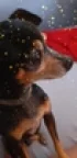 Diego