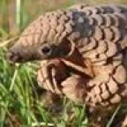 Vilesio Cerbaro