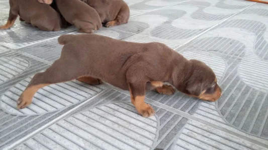 Doberman