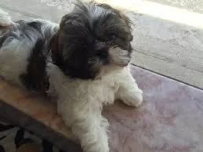 Estou Doando Shitzu