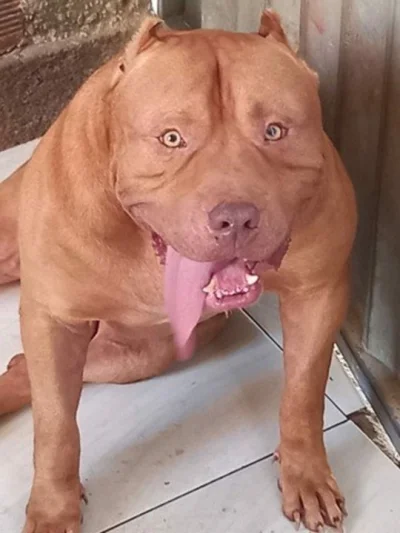 Pit Monster