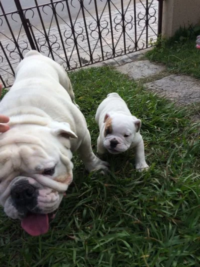 Bulldog Ingles Macho Filhote Lindo Raça Pura