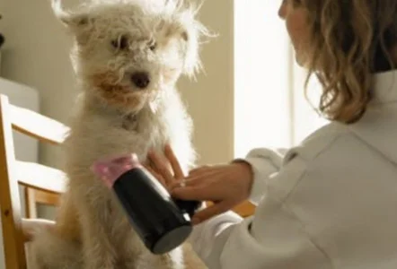 Curso de Banho e Tosa em Cães