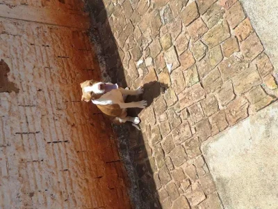 Pit Bul