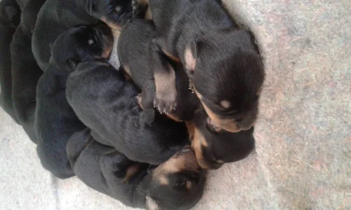 Estou Vendendo