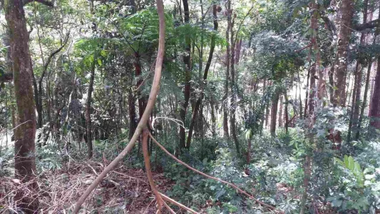 Chacrinha com 2575 m2 em S.pedro Sant. Parnaíba Facilitado