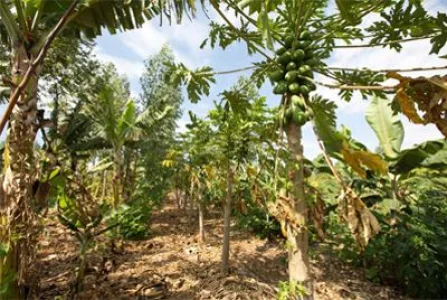 Curso de Agrofloresta de Alta Produtividade