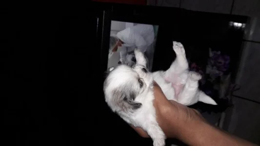 Vendo Filhotes Shih Tzu