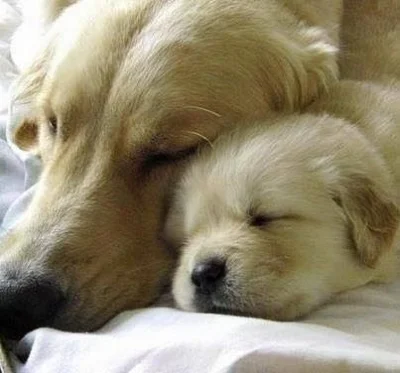 Golden Retriever Filhote