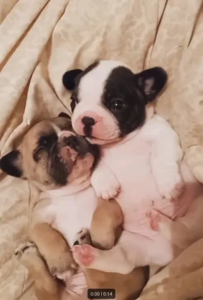 Vendo Lindo Filhote de Bulldog Francês