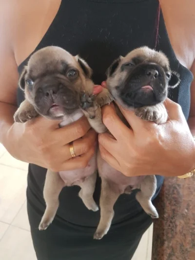 Cachorro Bulldog