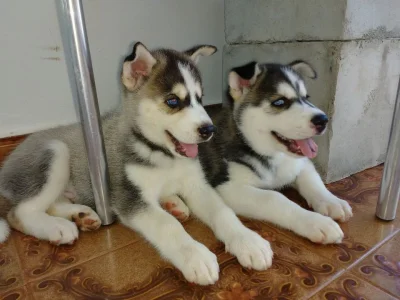 Husky Siberiano