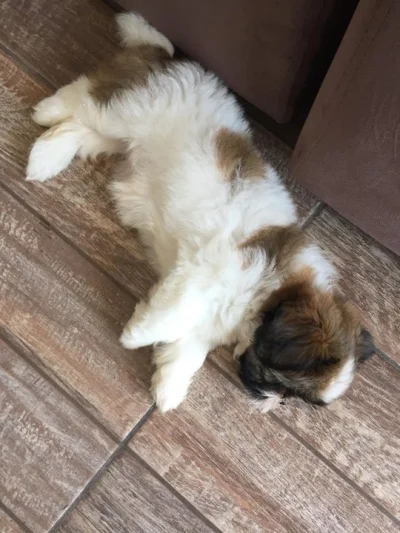 Cachorros Shih-tzu