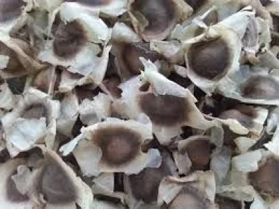 Sementes Moringa Oleífera Novas para Plantar