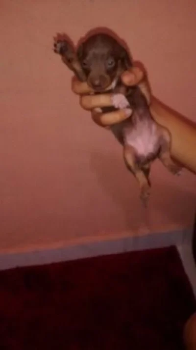 Cachorro de Raça