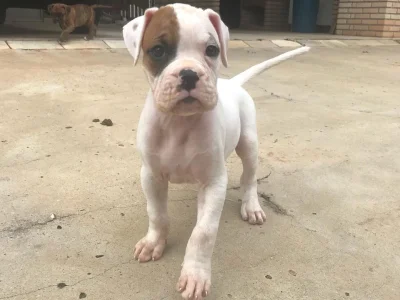 Filhote Boxer