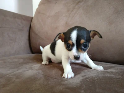 Chihuahua Fêmea