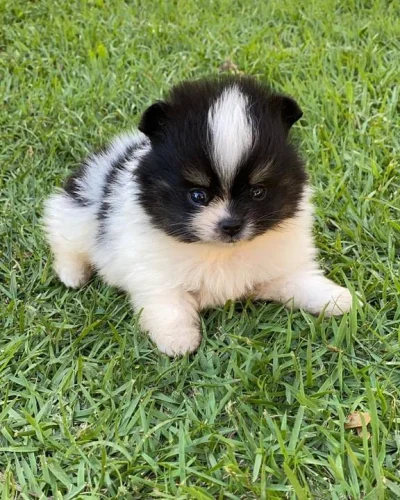 Lindos Filhotes de Lulu da Pomerânia
