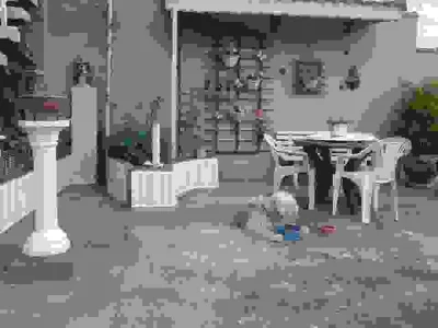 Monto Pequenos Jardins ou Hortas Casa e AP