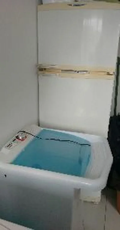 Geladeira ( Fosfree) e Tanquinho, ótimo Estado!