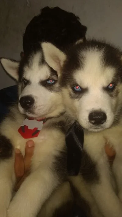 Femea c/ 3 Meses Husky Siberiano R$1400