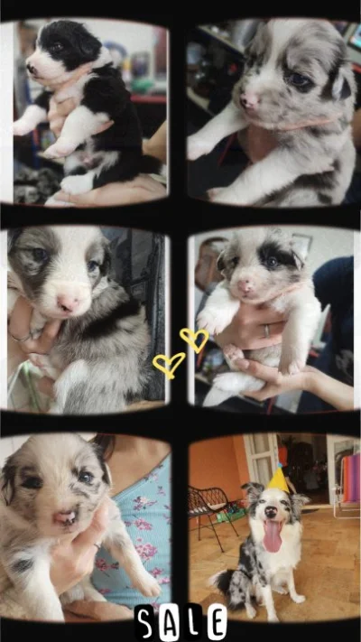 Border Collie Filhote Macho Lindos