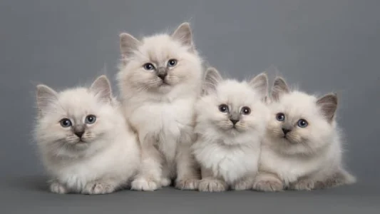 Ragdoll Filhote