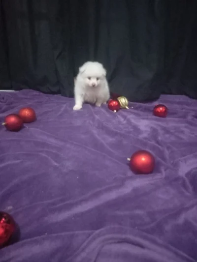 Spitz Alemão ou Lulu da Pomerania Filhotes