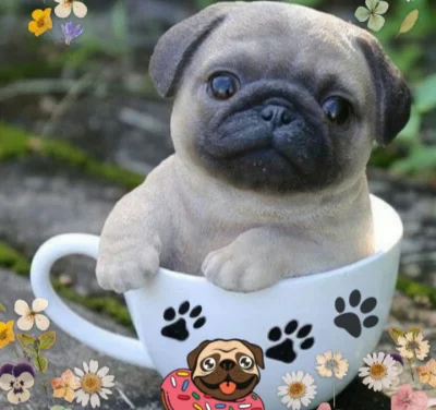 Vende-se Pugs