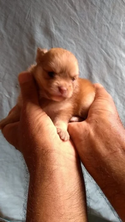 Filhotes de Spitz Alemão Anão Pai e Mãe Importados