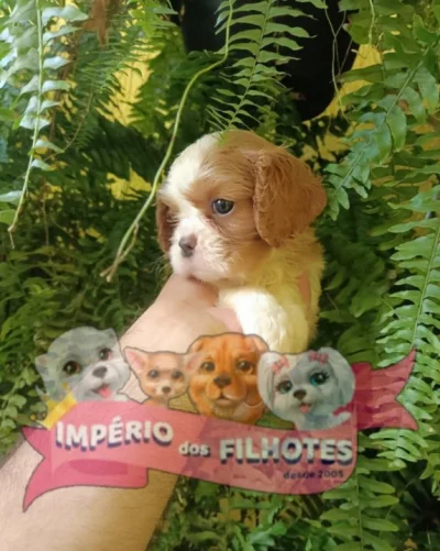 Vende-se Cavalier King Macho