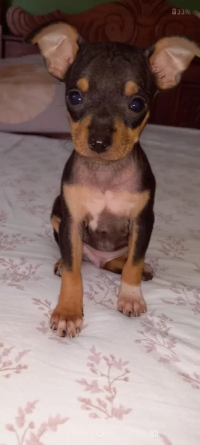 Filhote de Pinscher 01
