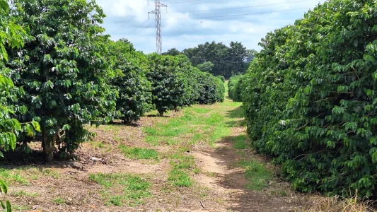 Fazenda à Venda em Queluzito MG