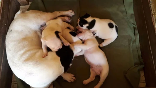 Bulldogue Francês