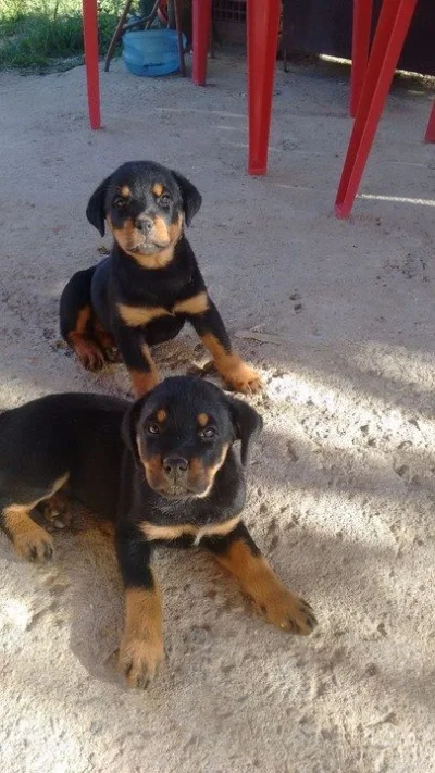 Vendo Rotwaller
