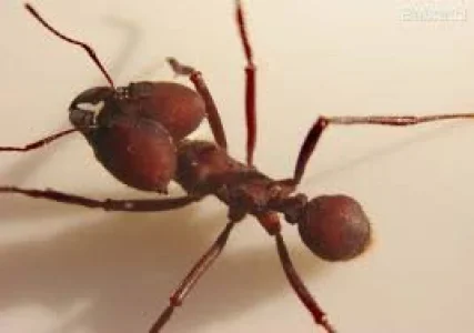 Dedetização de Formigas de Roça Acertpragas