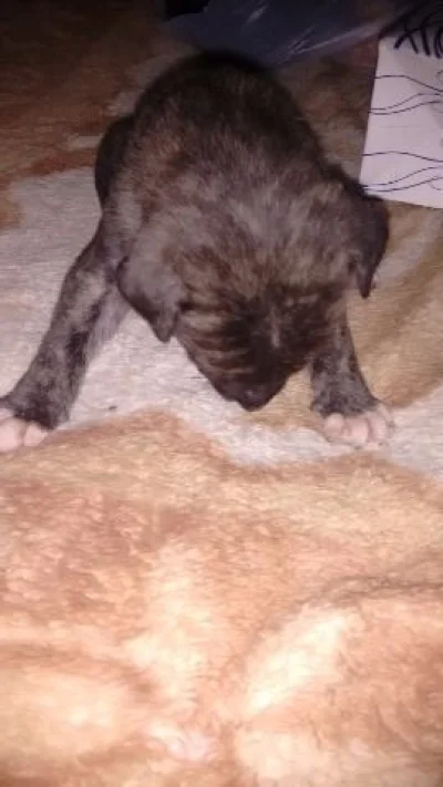 Pitbul