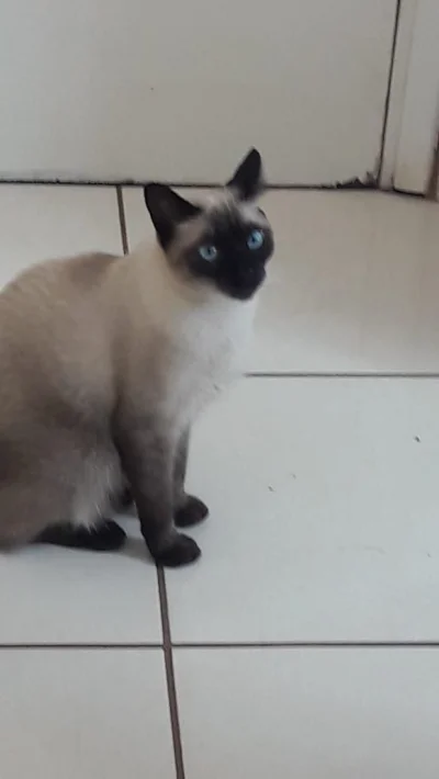 Gata Frozen