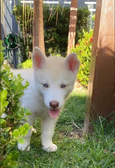 Doando-se Filhote de Husky