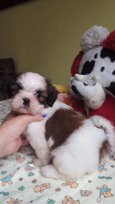 Linda Shihtzu Disponível