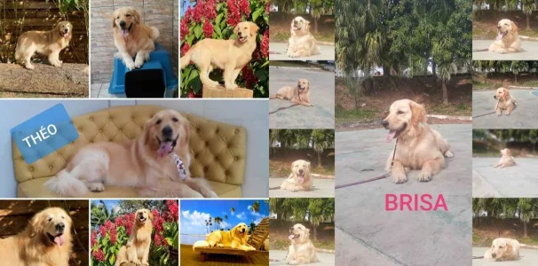 Filhotes de Golden Retriever