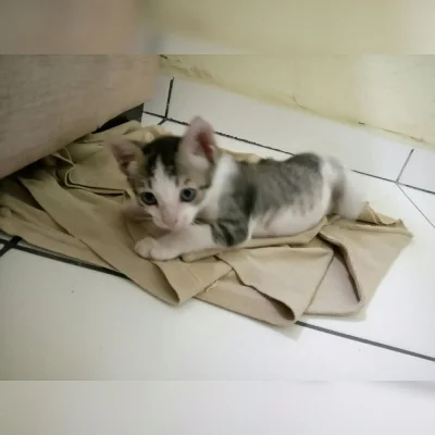 Disponivel para Adoção!!!!