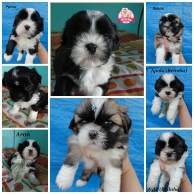 Lindos Filhotes de Shihtzus