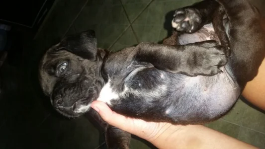 Filhotes de Cane Corso Italiano