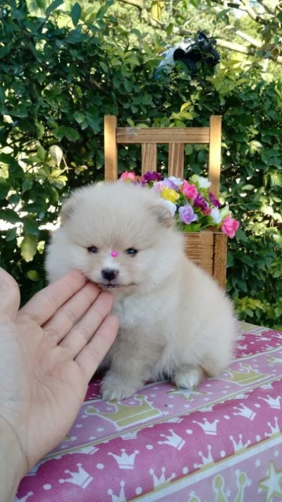 Lulu da Pomerânia/spitz Alemão Fêmea Creme