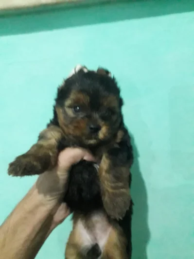 Vende-se Lindos Filhotes de Yorkshire Terrier