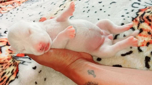 Bull Terrier Inglês Filhotes Lindos Mansos