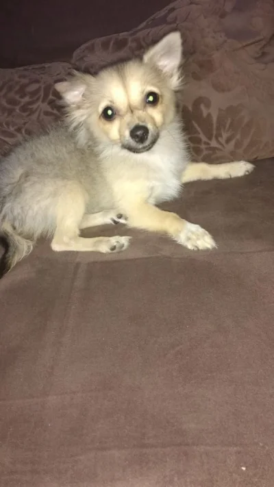 Cachorros Lulu da Pomerânia